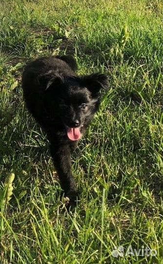 Собачка (мальчик )