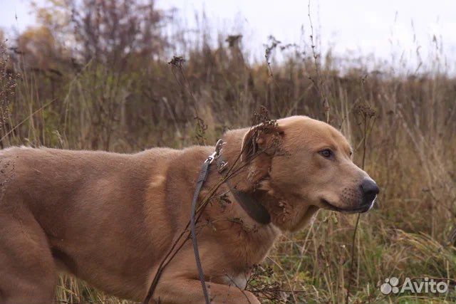 Роскошный пес в дар