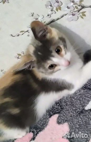 Котята