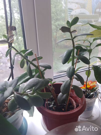 Комнатные цветы