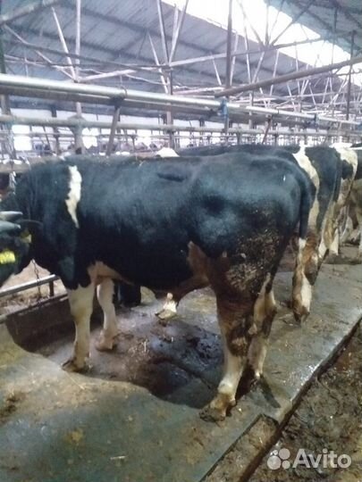 Мясо бычков