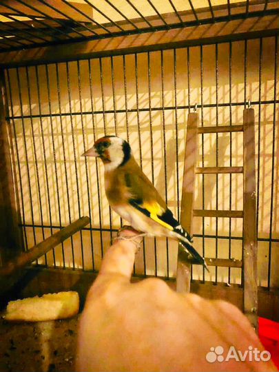 Щегол, певчие птицы