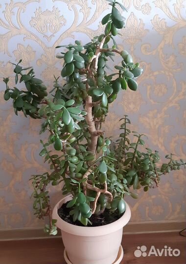 Цветок толстянка(денежное)