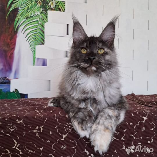 Девочки полидакты