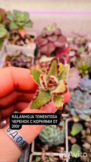 Суккуленты