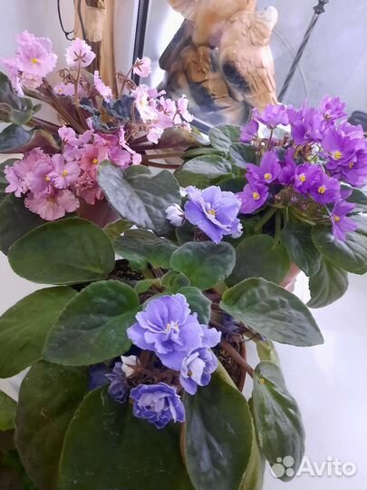 Фиалка в горшках