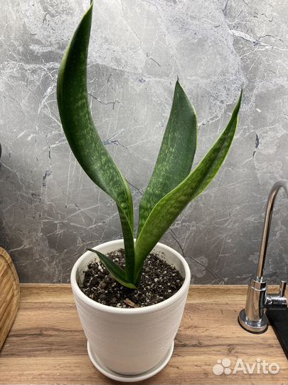 Сансевиерия голден флейм