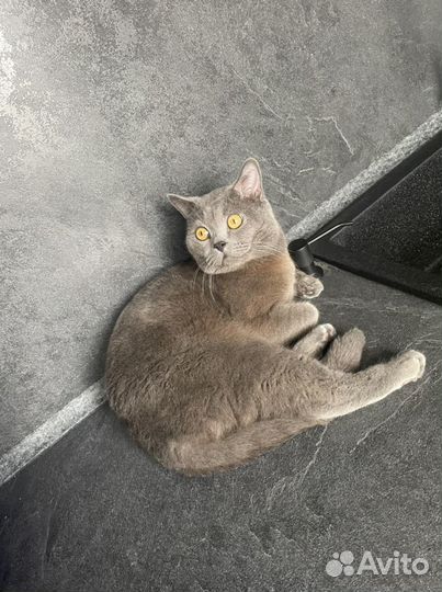 Шотландский кот вязка