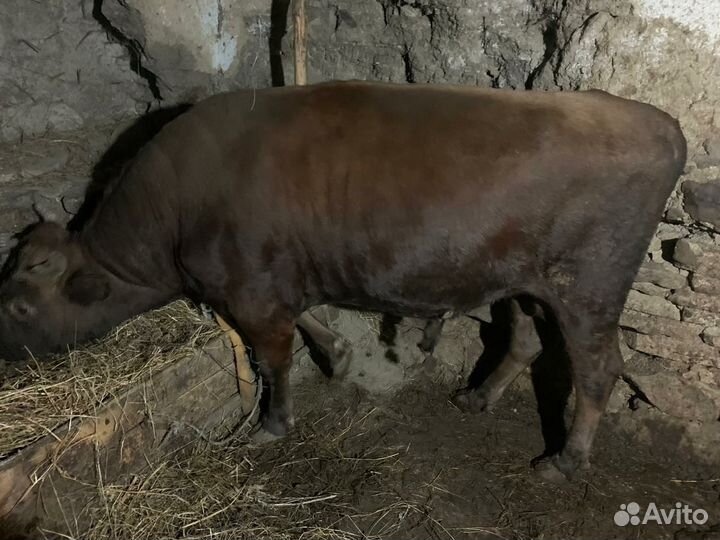 Бычки на мясо
