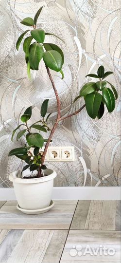 Фикус, алоэ Вера