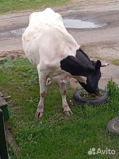 Продам дойную корову