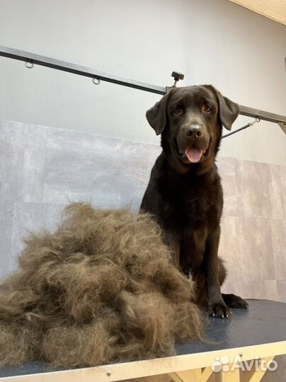 Стрижка собак, Экспресс-линька, Чистка зубов