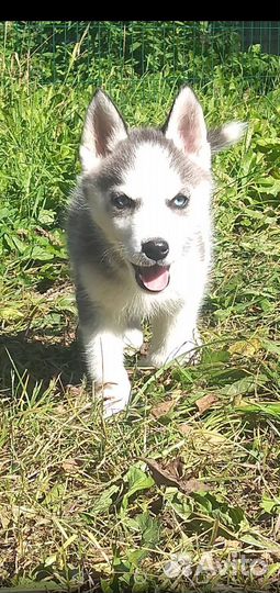 Сибирский хаски