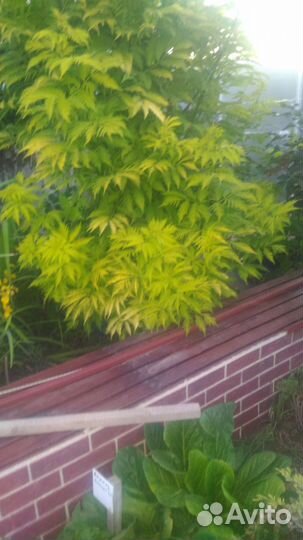 Кустарники саженцы