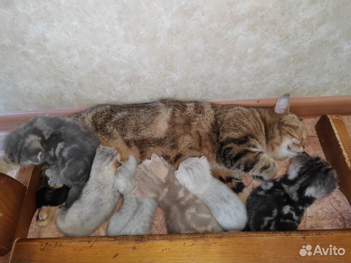 Шотландские котята