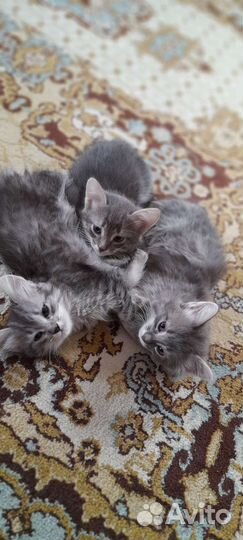 Котята в дар бесплатно