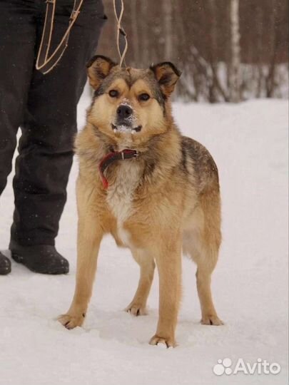 Моня в добрые руки