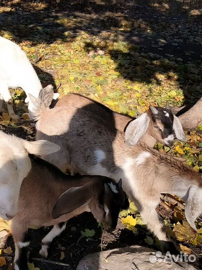 Нубийский козел