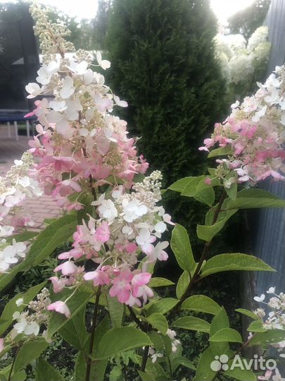 Гортензия крупномер