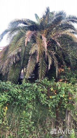 Финиковая пальма