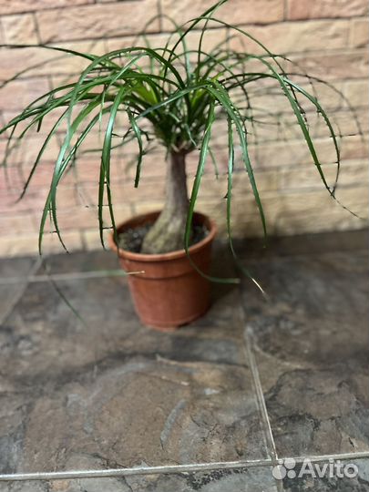 Бокарнея нолина