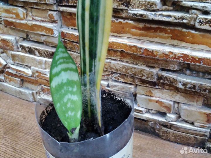 Щучий хвост