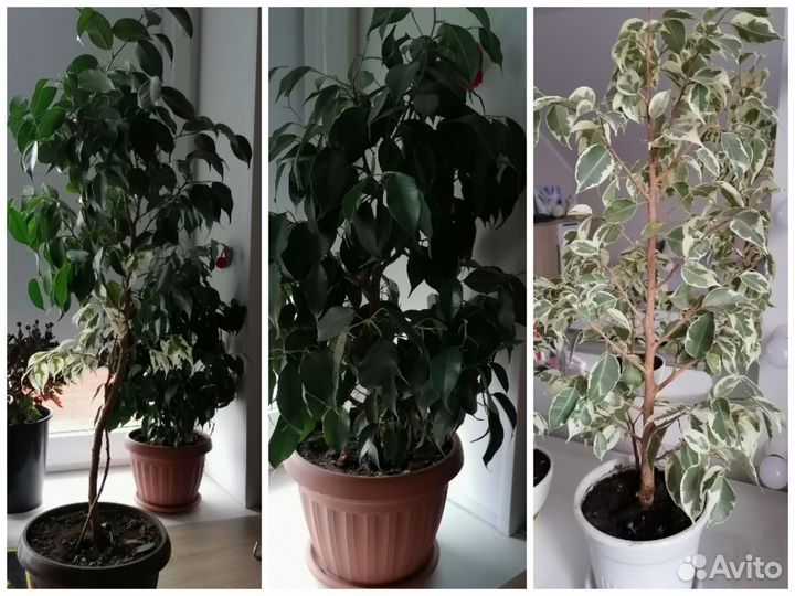 Фикус Бенджамина