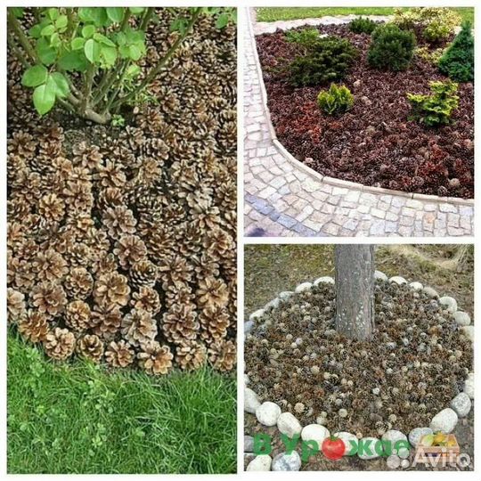 Шышки сосновые, мульчирование
