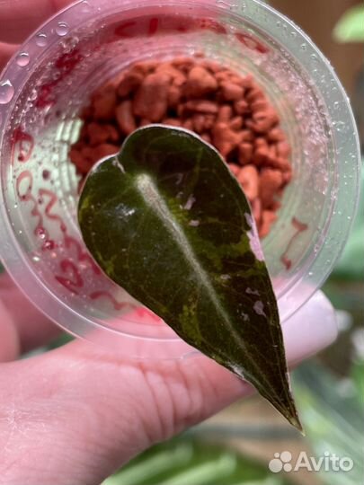 Alokasia Bambino Pink/ Алоказия Бамбино Пинк