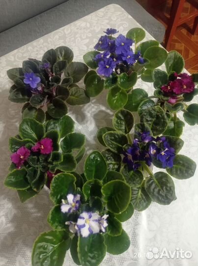 Комнатные цветы