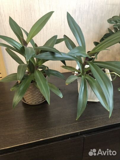 Комнатный цветок рэо