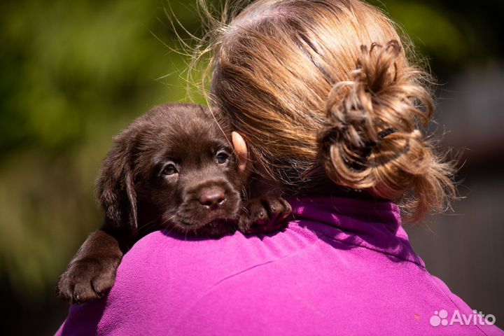 Щенок лабрадора ретривера шоколадный