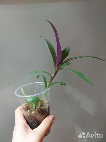 Монстера Манки Маск и рео