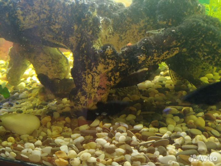 Аквариумные рыбки