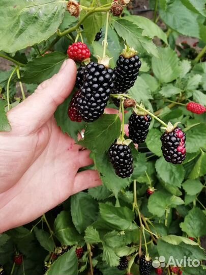 Продам саженцы ежевики