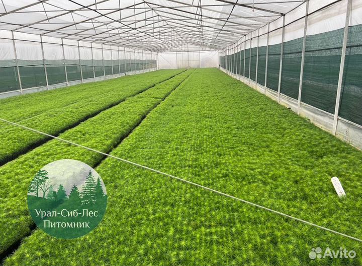 Зкс Сосна сеянцы Ели Лиственницы окс Голуб Горная