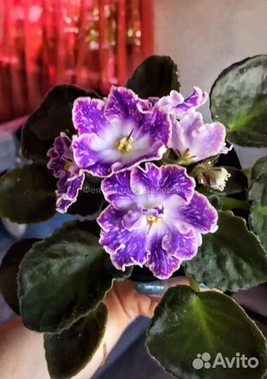 Фиалки сортовые