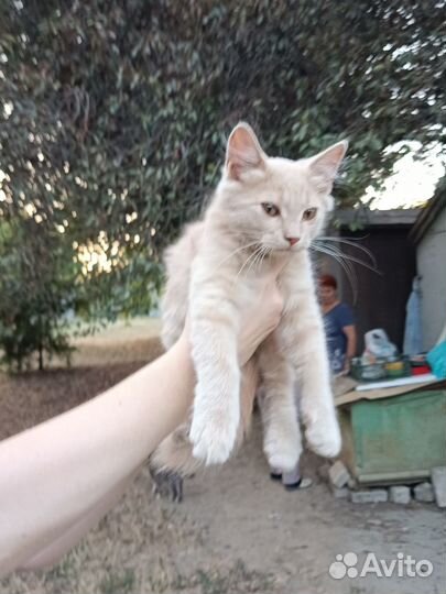 Котята в добрые руки бесплатно