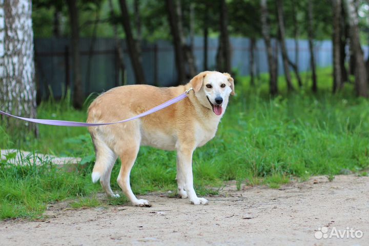 Собака в добрые руки