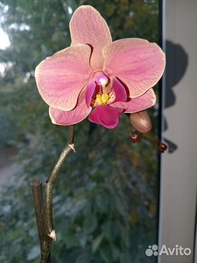 Орхидея