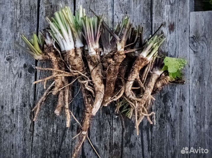 Корень хрена свежий