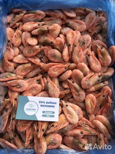 Креветка северная