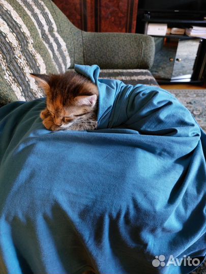 Самая милая кошечка