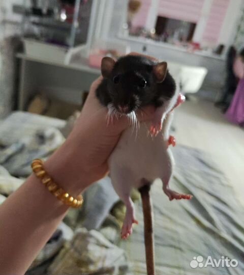 Крысы дамбо 2 девочки