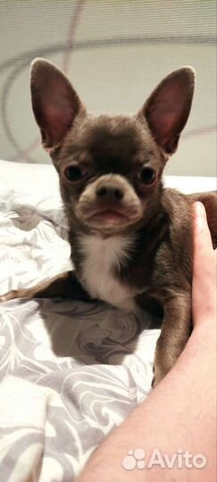 Собака чихуахуа мини кабель вязка