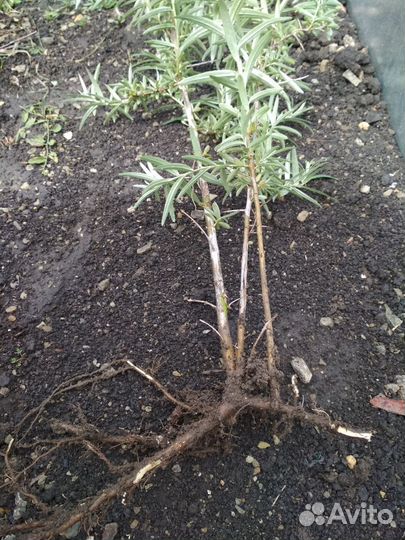 Саженецы ремонтантная малина, йошта, облепиха