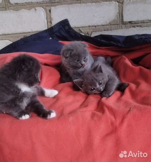 Британские котята