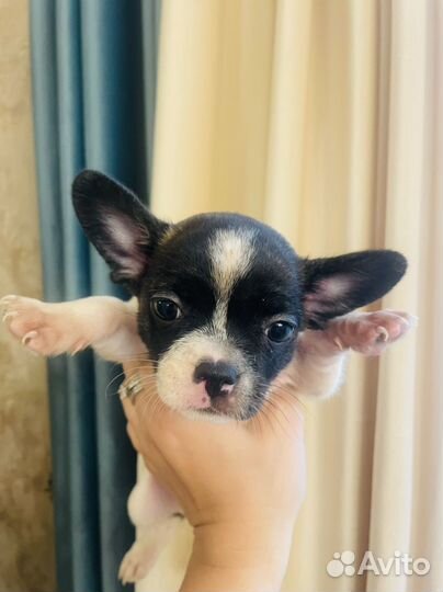 Щенки чихуахуа
