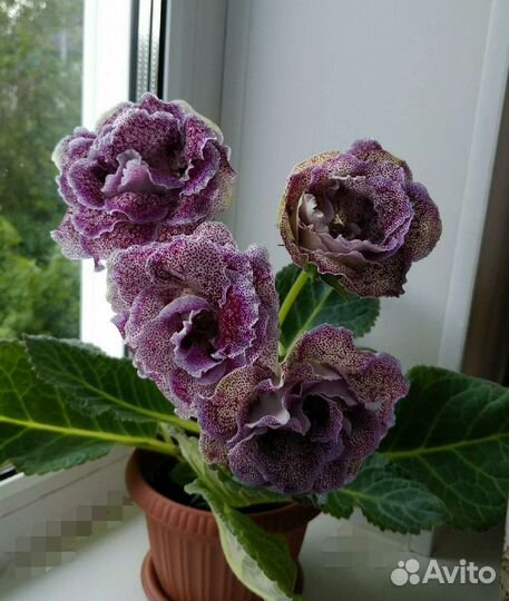 Глоксинии сортовые