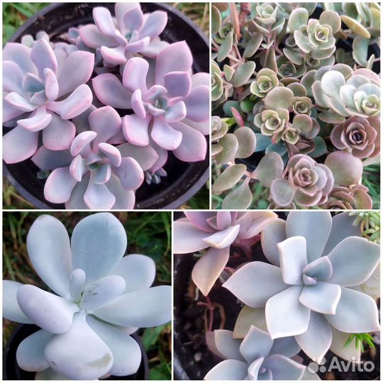 Суккуленты эхеверии листики детки розетки на выбор